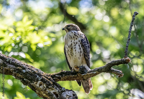 Immature red tailed hawk