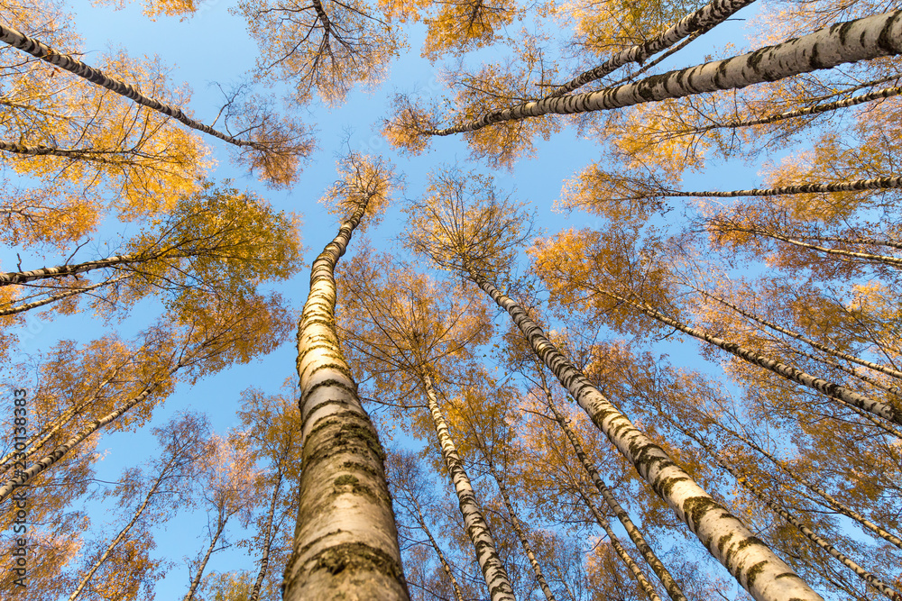 Fototapeta premium Autumn trees in forest against blue sky, bottom up