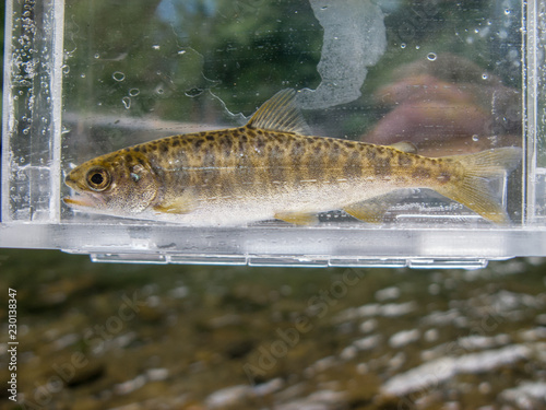 Chinook Salmon