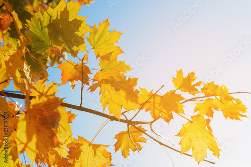 Yellow leaves of maple on a branch with sunlight
