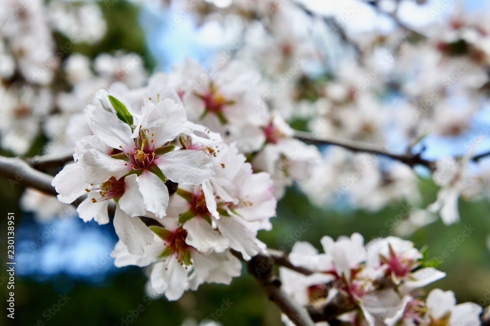 Obraz premium Blossoms on a Tree