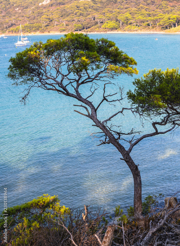 Stone pine tree on the idyllic paradise beach with turquoise water in Porquerolles, the island in southern France. Holidays in France. Stone pine tree on the idyllic paradise beach with turquoise water in Porquerolles, the island in southern France. Holidays in France.