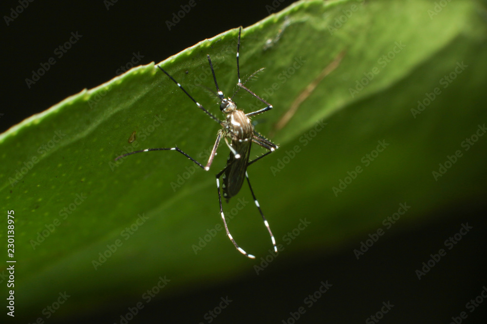 Fototapeta premium Mosquito 