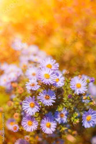 Sweet pink purple cosmos flowers in the field with blue sky background in cosmos field and copy space useful for spring background or greeting card