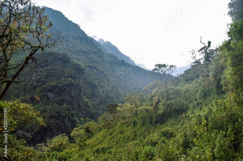 Exploring the dense rain forest of Rwenzori Mountains National Park, Uganda