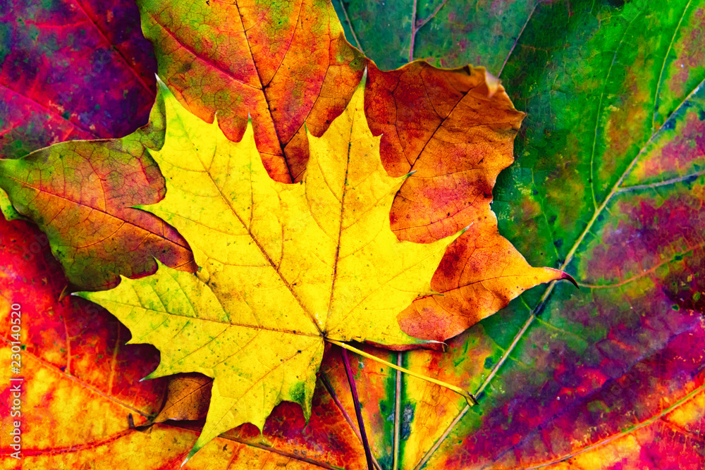 Autumn background of yellow and colored leaves, Autumn background of yellow and colored leaves,