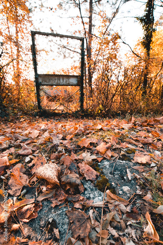 Wallpaper Mural Maple and oak leaves on the ground during autumn. Abstract background Torontodigital.ca