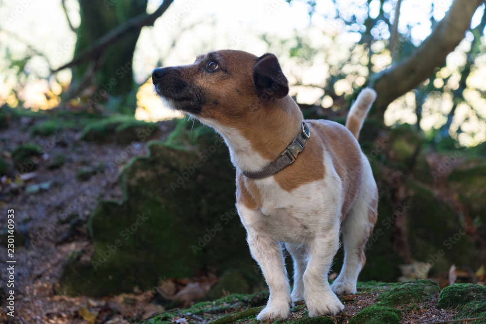 Jack Russell dog