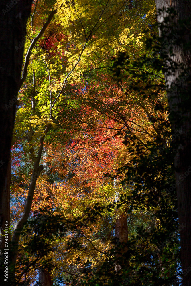 嵐山　(紅葉　11月　秋)