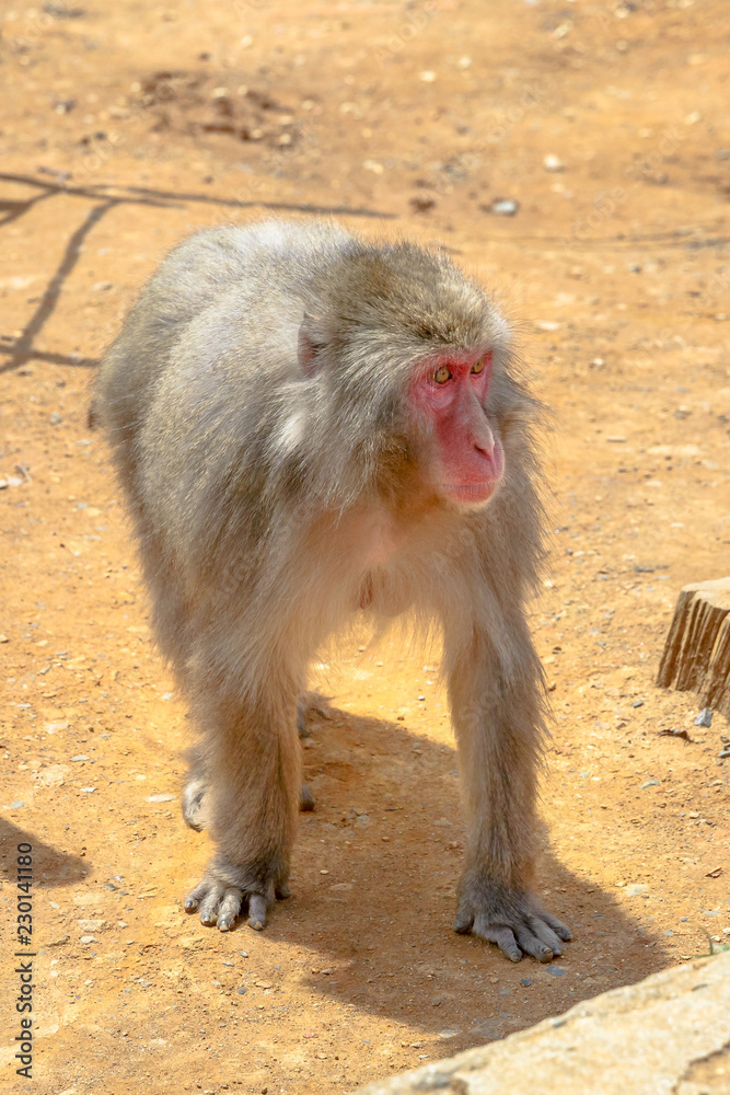 Japanese macaque walking on the ground at Iwatayama Monkey Park of Arashiyama town in Kyoto prefecture, Japan. Macaca fuscata monkey. Vertical shot. Japanese macaque walking on the ground at Iwatayama Monkey Park of Arashiyama town in Kyoto prefecture, Japan. Macaca fuscata monkey. Vertical shot.