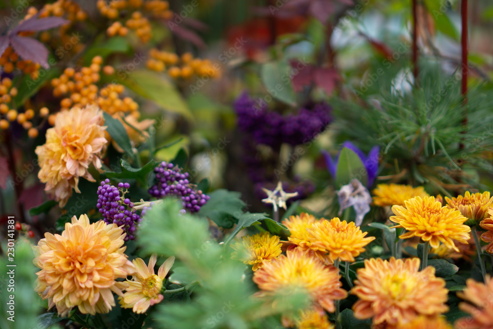 The beauty of colorful flowers in nature The beauty of colorful flowers in nature