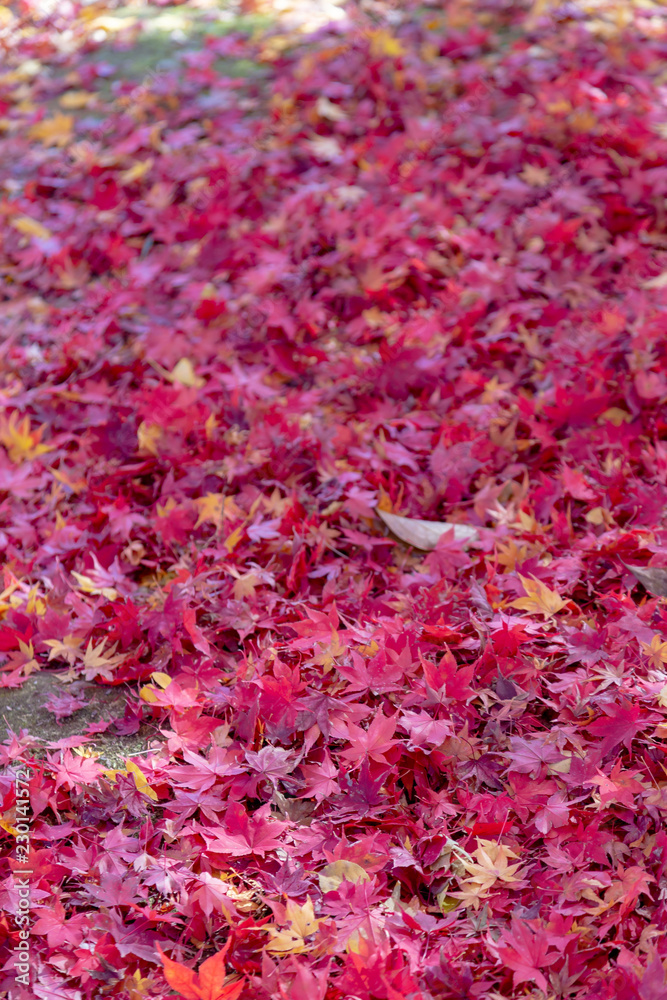 嵐山 (紅葉 11月 秋) 嵐山 (紅葉 11月 秋)