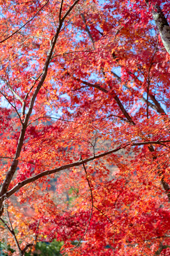 嵐山　(紅葉　11月　秋)