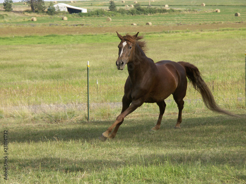 Horse Running