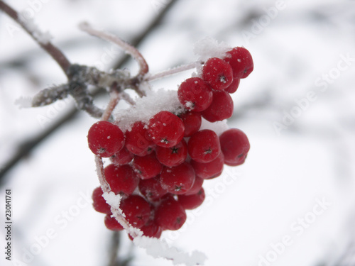 Red Berries in Snow