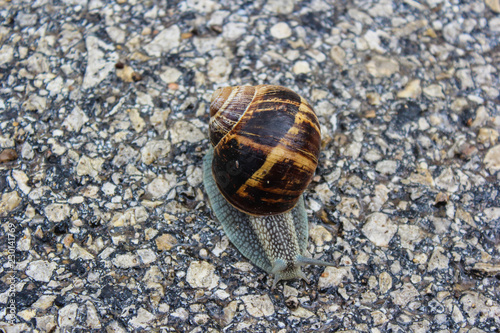 snail on nature environment.