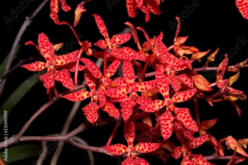 renanthera orchid photo