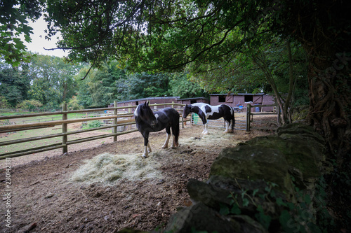 Two horses in small paddock under green trees