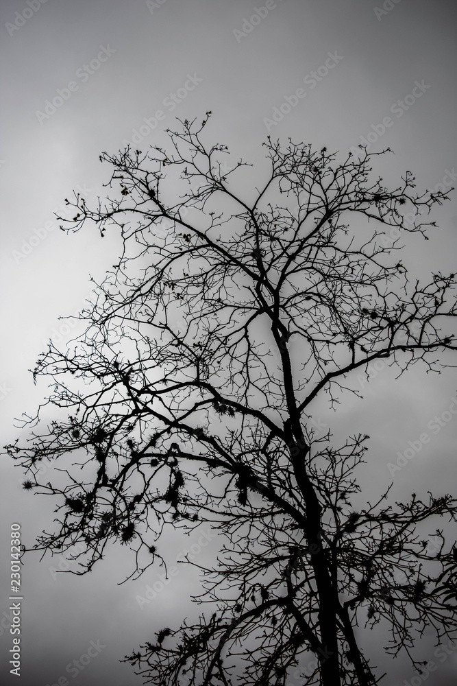 Fototapeta premium Tree