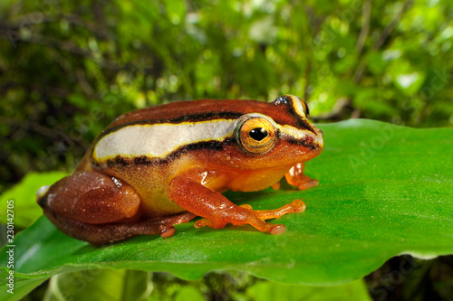 Mitchellis Riedfrosch (Hyperolius mitchelli) - Mitchell's reed frog photo