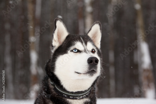 Fototapeta Naklejka Na Ścianę i Meble -  Dog breed Siberian Husky porrait in winter forest