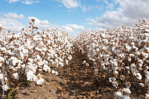 Cotton Crop photo
