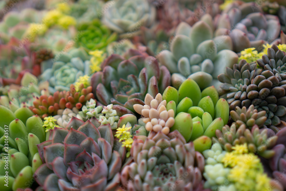 Rectangular arrangement of succulents; cactus succulents in a planter Rectangular arrangement of succulents; cactus succulents in a planter