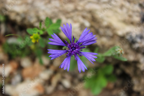 bloom purple  cornflower
