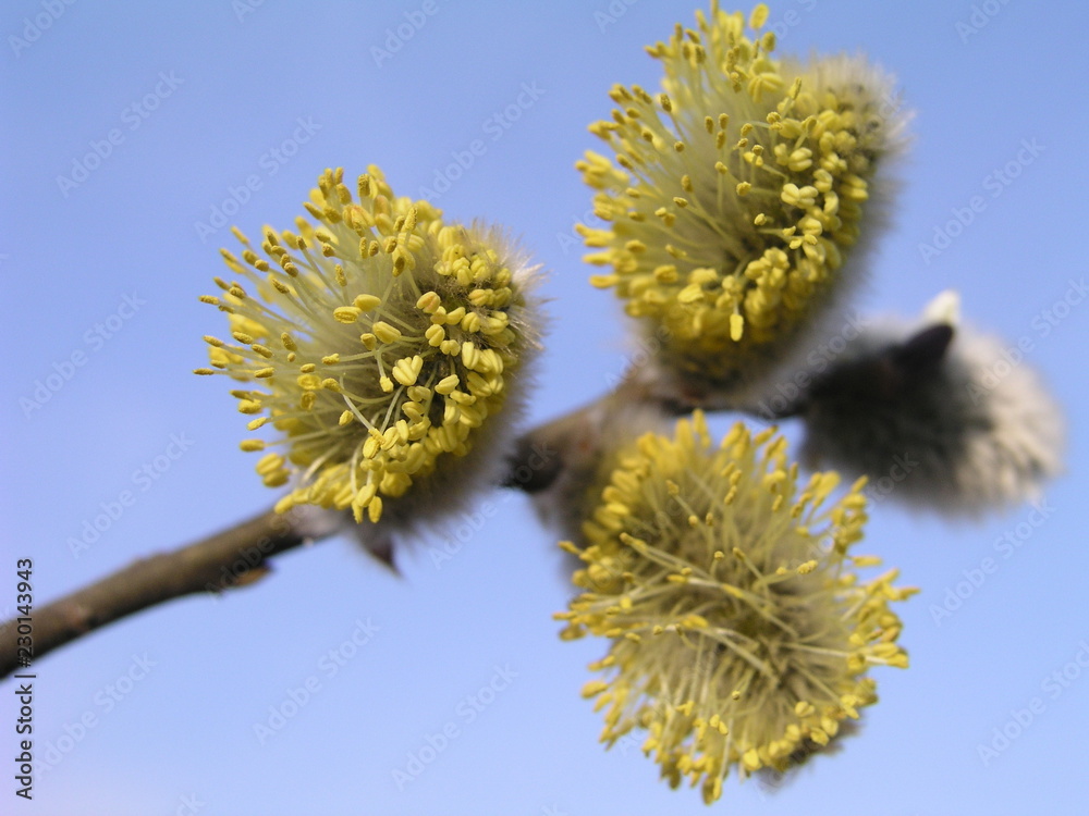 Not fluffy blooming inflorescences catkins holly willow in early spring before the leaves. Honey plants Ukraine. Collect pollen from flowers. Not fluffy blooming inflorescences catkins holly willow in early spring before the leaves. Honey plants Ukraine. Collect pollen from flowers.