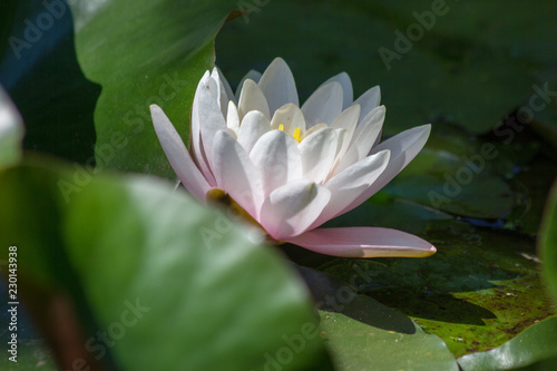 pink water lily in pond