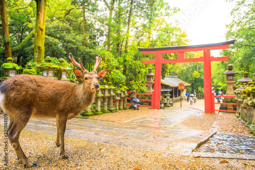 Wild deer and Torii gate of Nara Park in Japan. Deer are Nara's greatest tourist attraction. red Torii gate of Kasuga Taisha Shine one of the most popular temples in Nara City.
