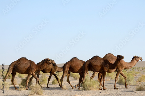Camels in Maranjab Desert, Iran