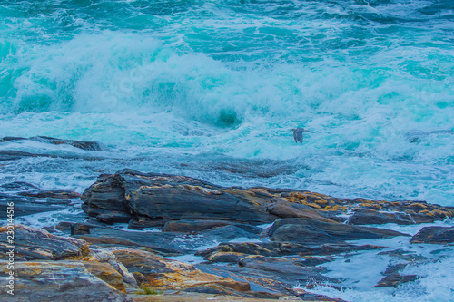 Seagull over coastal Maine