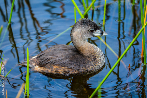 A Pied Billed Grebe in a Florida Swamp photo