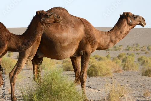 Camels in the Maranjab Desert, Iran