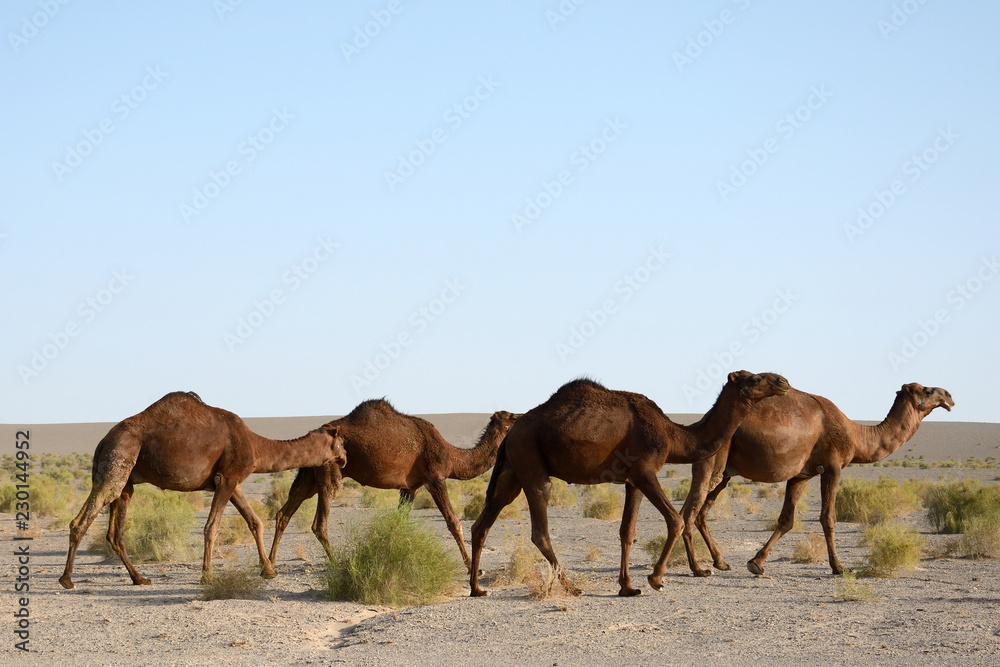 Camels in the Maranjab Desert, Iran Camels in the Maranjab Desert, Iran