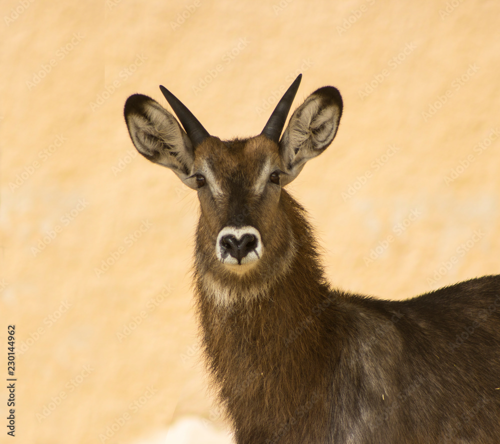 A nice front image of a waterbuck.