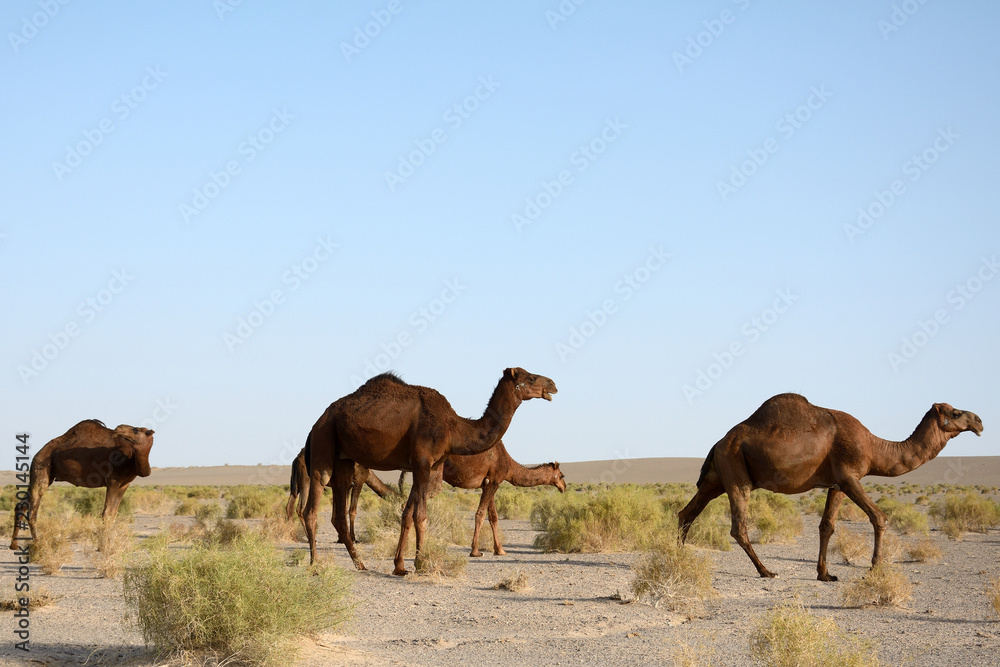 Camels in the Maranjab Desert, Iran