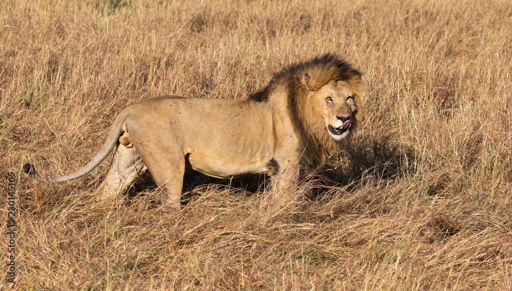 Full body portrait of male lion, Panthera leo, in profile licking his lips with tall grass landscape in background Full body portrait of male lion, Panthera leo, in profile licking his lips with tall grass landscape in background