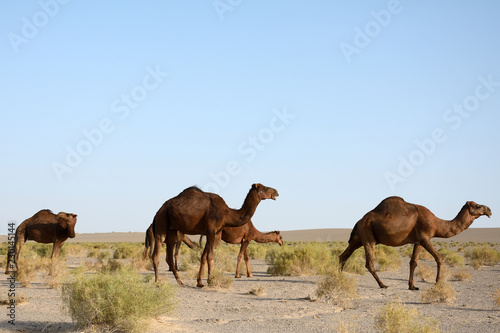 Camels in the Maranjab Desert  Iran