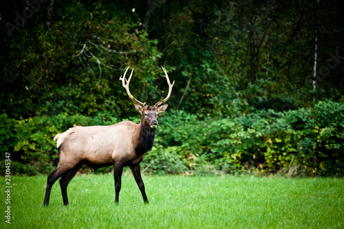 Bull Elk