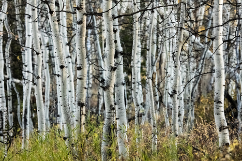Aspen Trees