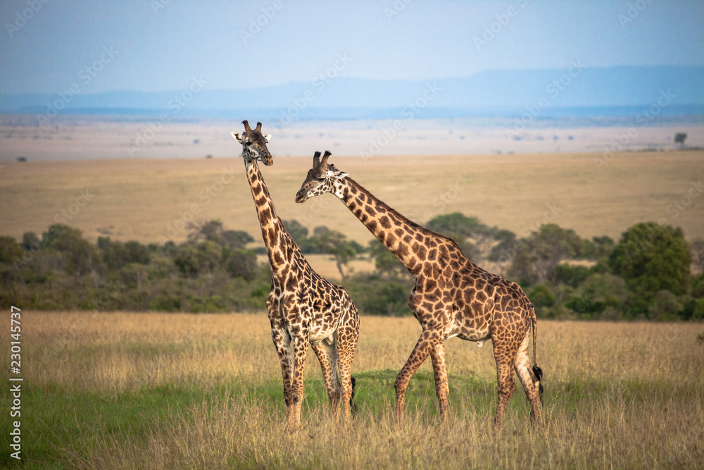 Obraz premium Masai Giraffe