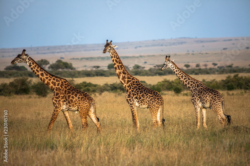 Photography Masai Giraffe