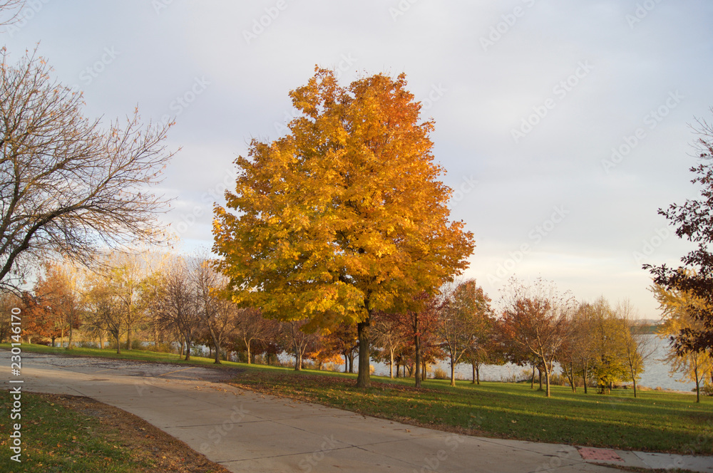 Autumn Fall Trees Colorful