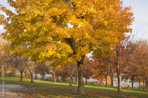Autumn Fall Trees Colorful