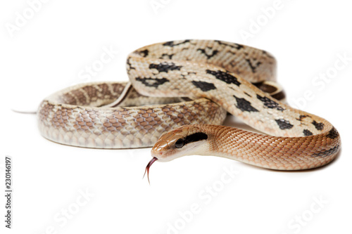Elaphe taeniura snake isolated on white background. Non-poisonous snake.