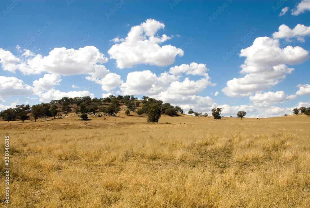 Rural Scene