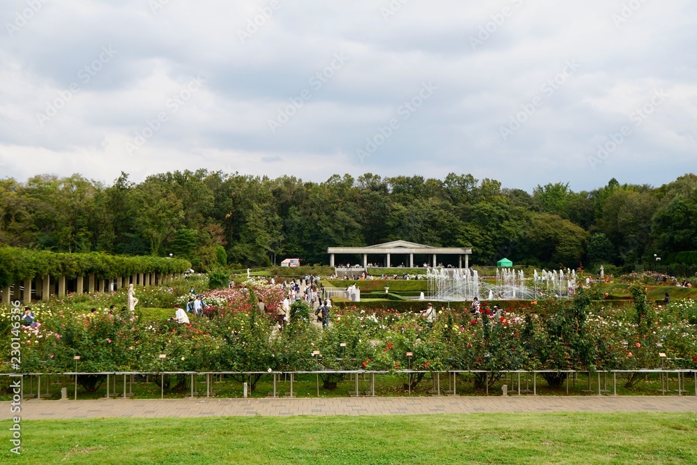 Fototapeta premium 秋のバラ園