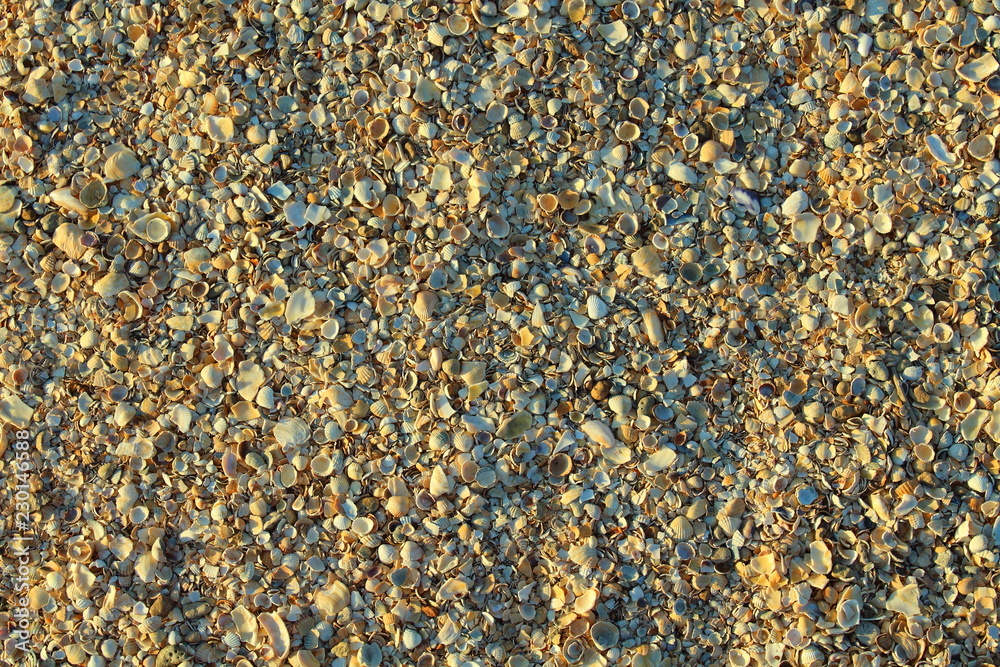 Shell beach. Small different shells by the sea. Background. Texture. Shell beach. Small different shells by the sea. Background. Texture.